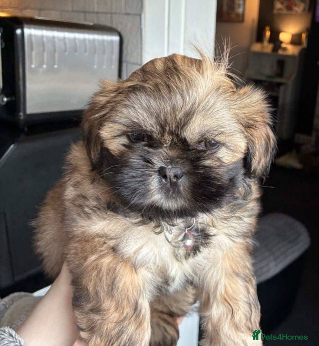 Shih Tzu dogs for sale: Shih tzus  - Image 31