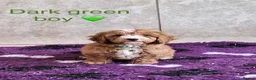 Cavapoochon dogs for sale: Beautiful Cavapoochons puppies - Advert 14