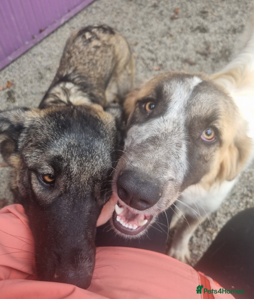 Mixed Breed dogs for adoption: Islay - In Ayr looking for a home  - Image 2