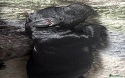Cockapoo dogs for sale: 🐾Beautiful F2 Cockapoo puppies 🐾 - Image 8