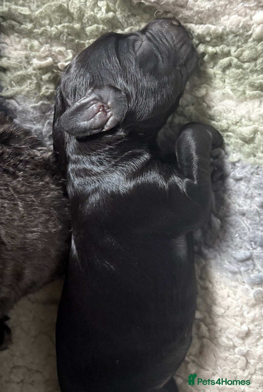Cockapoo dogs for sale: 🐾Beautiful F2 Cockapoo puppies 🐾 - Image 8