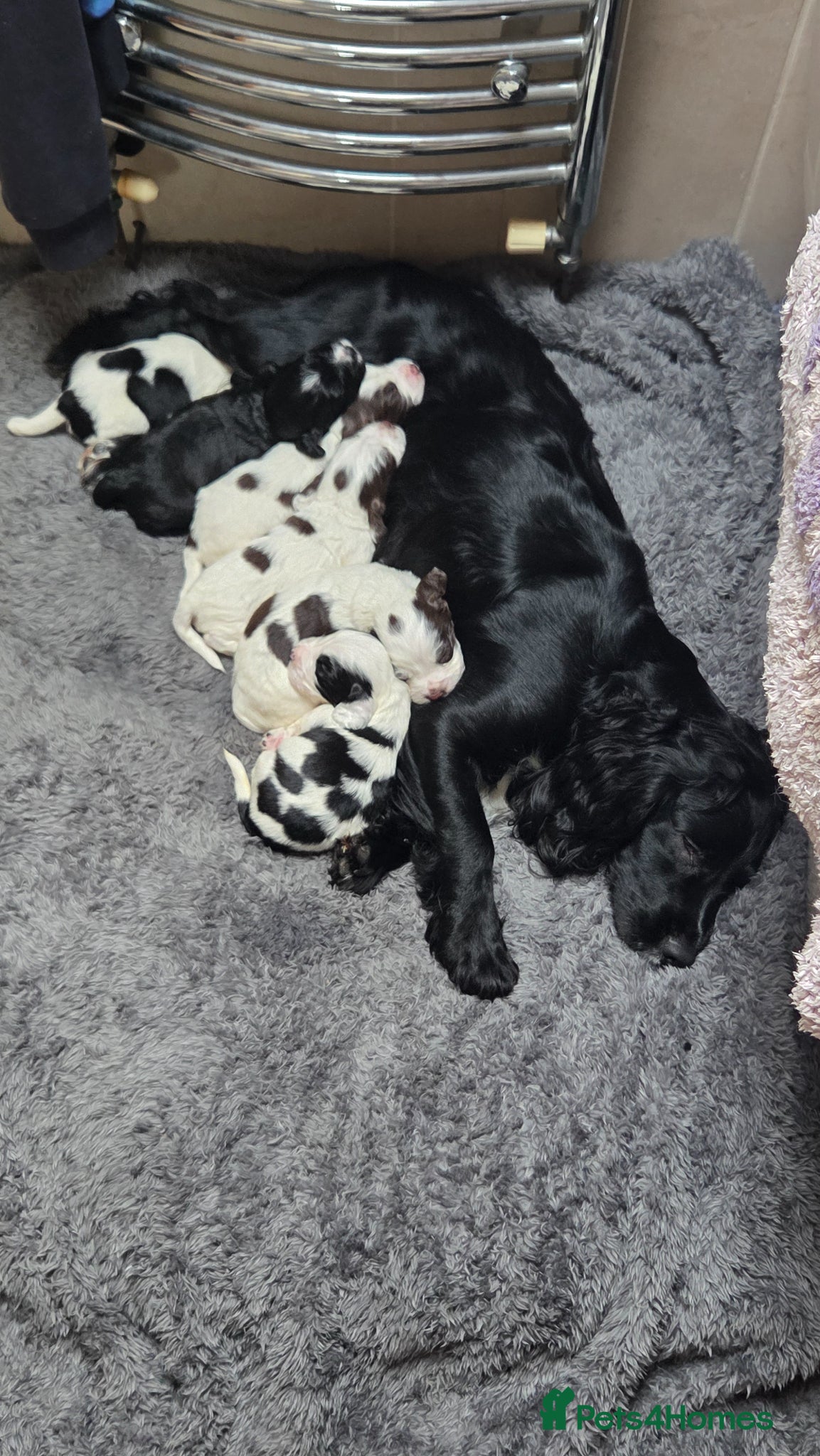 Sprocker dogs for sale: Six Springer/Cocker Spaniels.  - Advert 1
