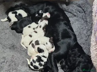 Sprocker dogs Six Springer/Cocker Spaniels. - Advert 6