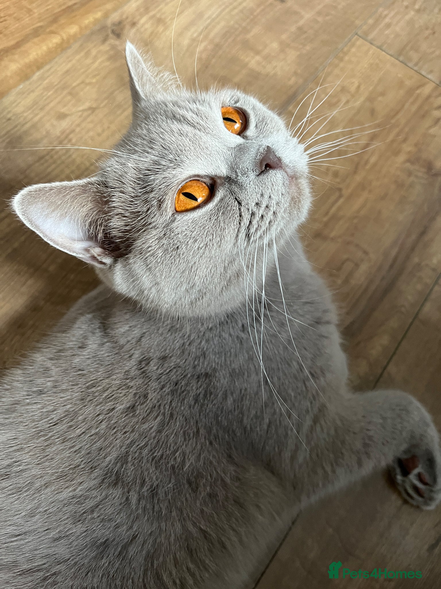 British Shorthair cats Lilac and blue British Shorthairs GCCF registered - Advert 2