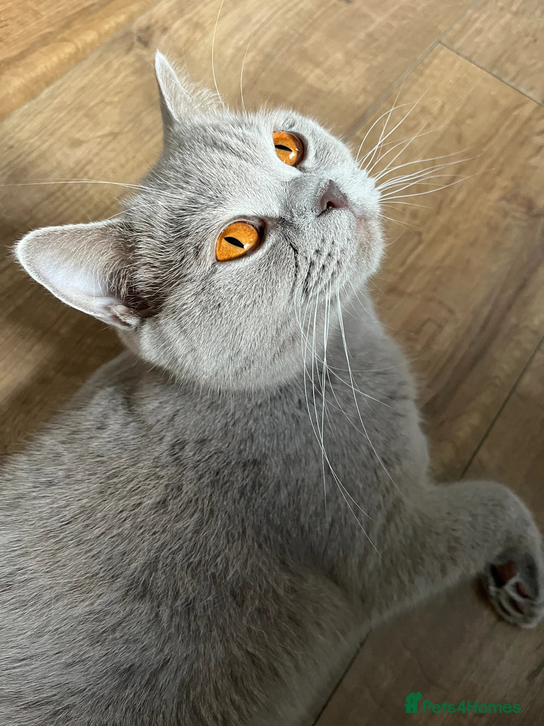 British Shorthair cats for sale: Lilac and blue British Shorthairs GCCF registered - Advert 2