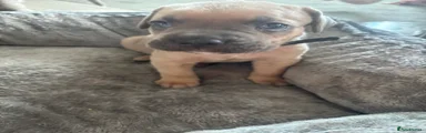 Mixed Breed Puppy 1