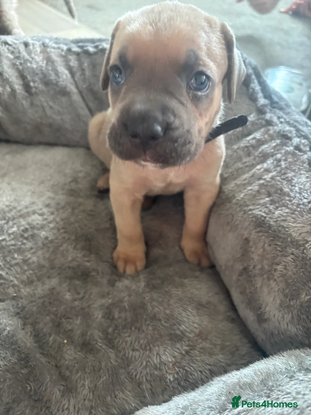 Cane Corso dogs for sale: Cane corso  - Advert 2