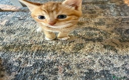 Domestic Shorthair cats for sale: 2 Male kittens - Image 3