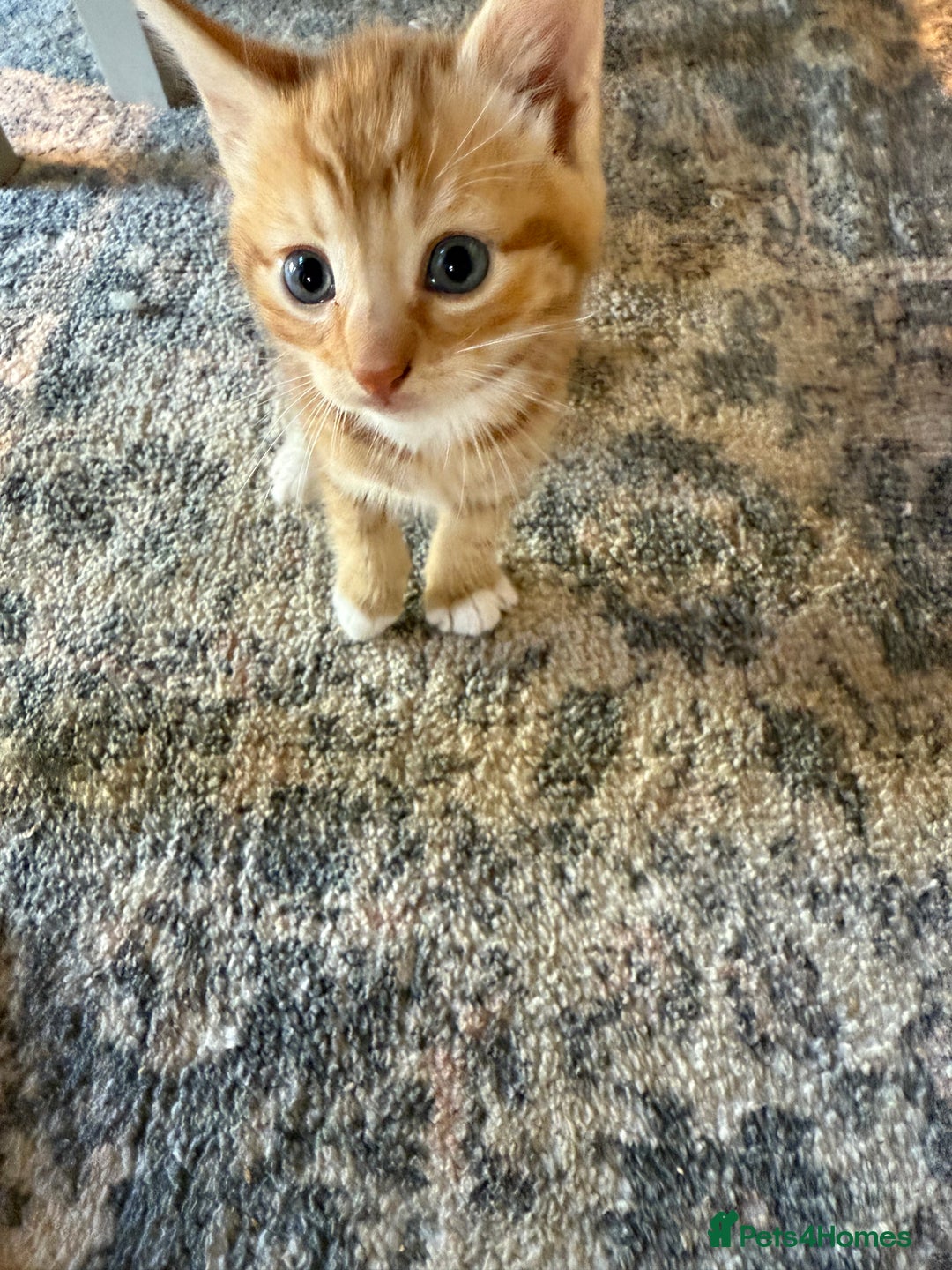 Domestic Shorthair cats for sale: 2 Male kittens - Image 3