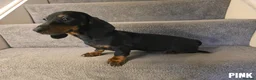 Miniature Dachshund dogs for sale: 3 Beautiful Girl Mini Dachshund - FULL Vaccinated in Manchester - Advert 6