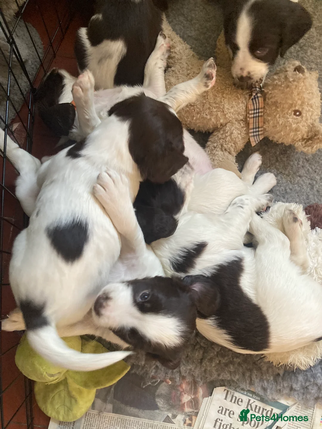 Sprocker dogs for sale: Springer X Sprocker puppies in Tenbury Wells - Advert 22