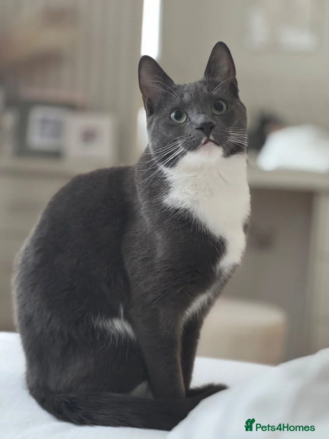 Mixed Breed cats for sale: Loving Grey Tabby Cat Looking for His Forever Home in London - Advert 2
