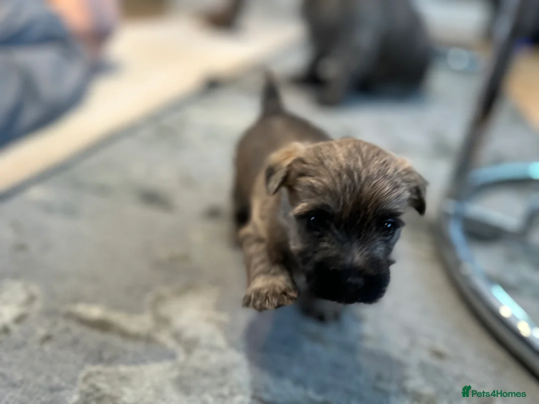 Cairn Terrier dogs for sale: Cairn terrier pups  - Advert 13
