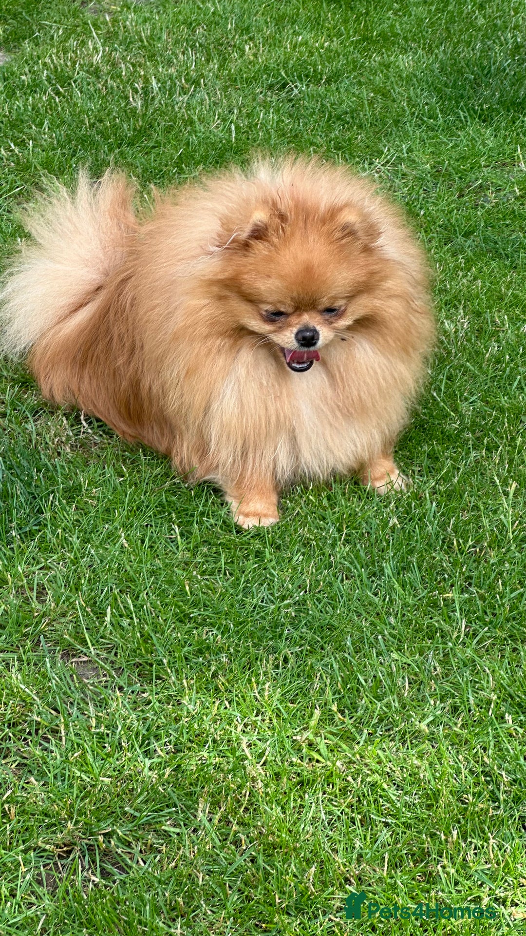 Pomeranian dogs for stud: Orange boy chocolate producer Stud  - Image 3