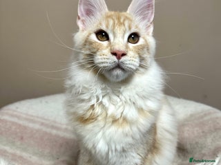 Maine Coon cats Tica registered Maine Coon kitten - Advert 3