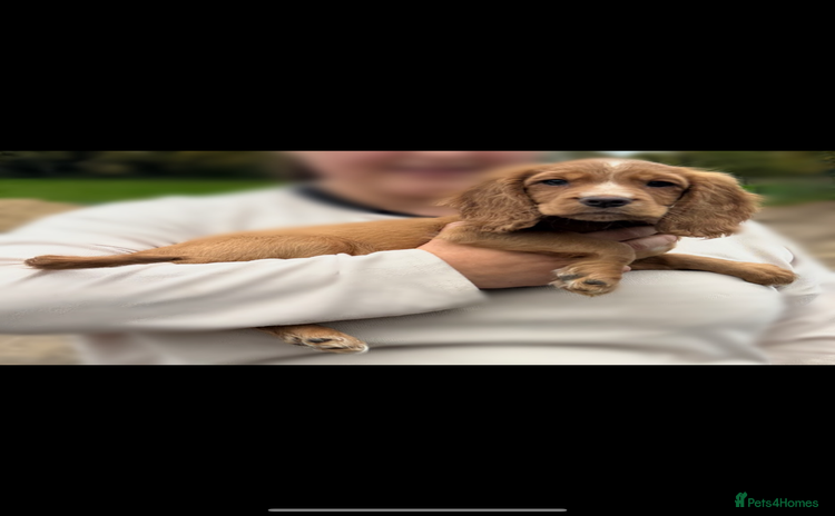 Cocker Spaniel dogs - Advert 4