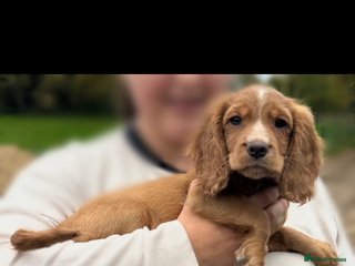 Cocker Spaniel dogs - Advert 3