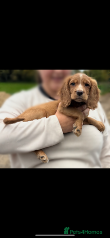 Cocker Spaniel dogs - Advert 4