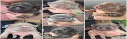 French Bulldog dogs for sale: 🧸Stunning French Bulldog puppies🧸😍🤎 - Advert 13