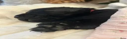 Labrador Retriever dogs for sale: Gorgeous Black Labrador Puppies  in Banstead - Advert 16