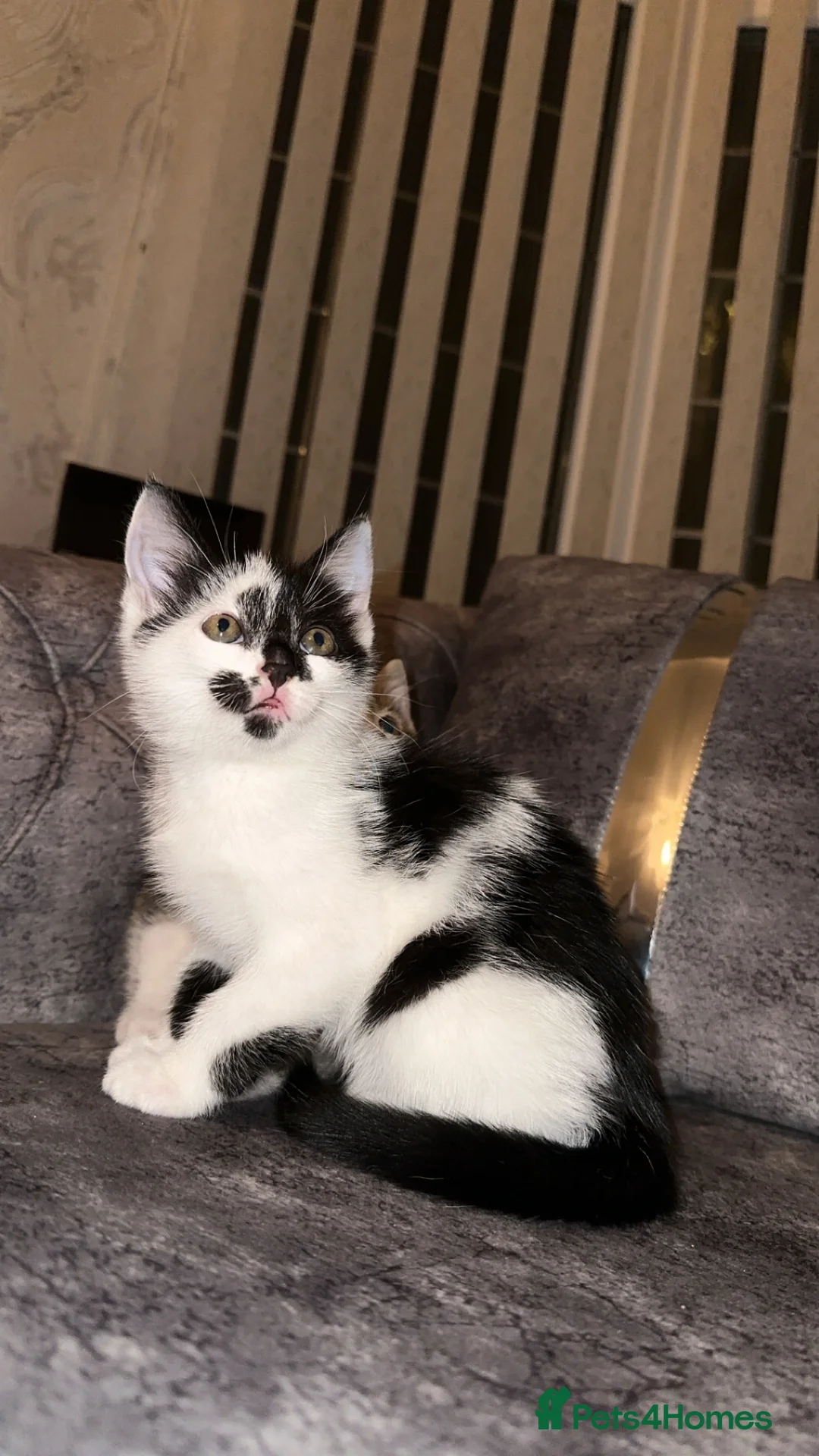 Domestic Shorthair cats for sale: Gorgeous tabby and British shorthair kitten - Advert 12