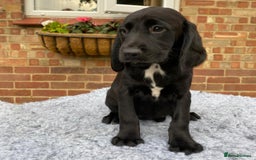 Springador dogs for sale: Gorgeous Springador Puppies - Image 4