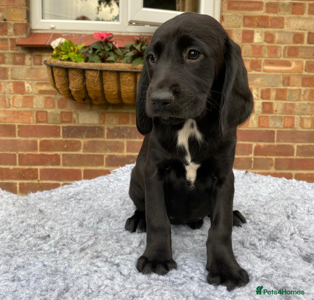 Springador dogs for sale: Gorgeous Springador Puppies - Image 4