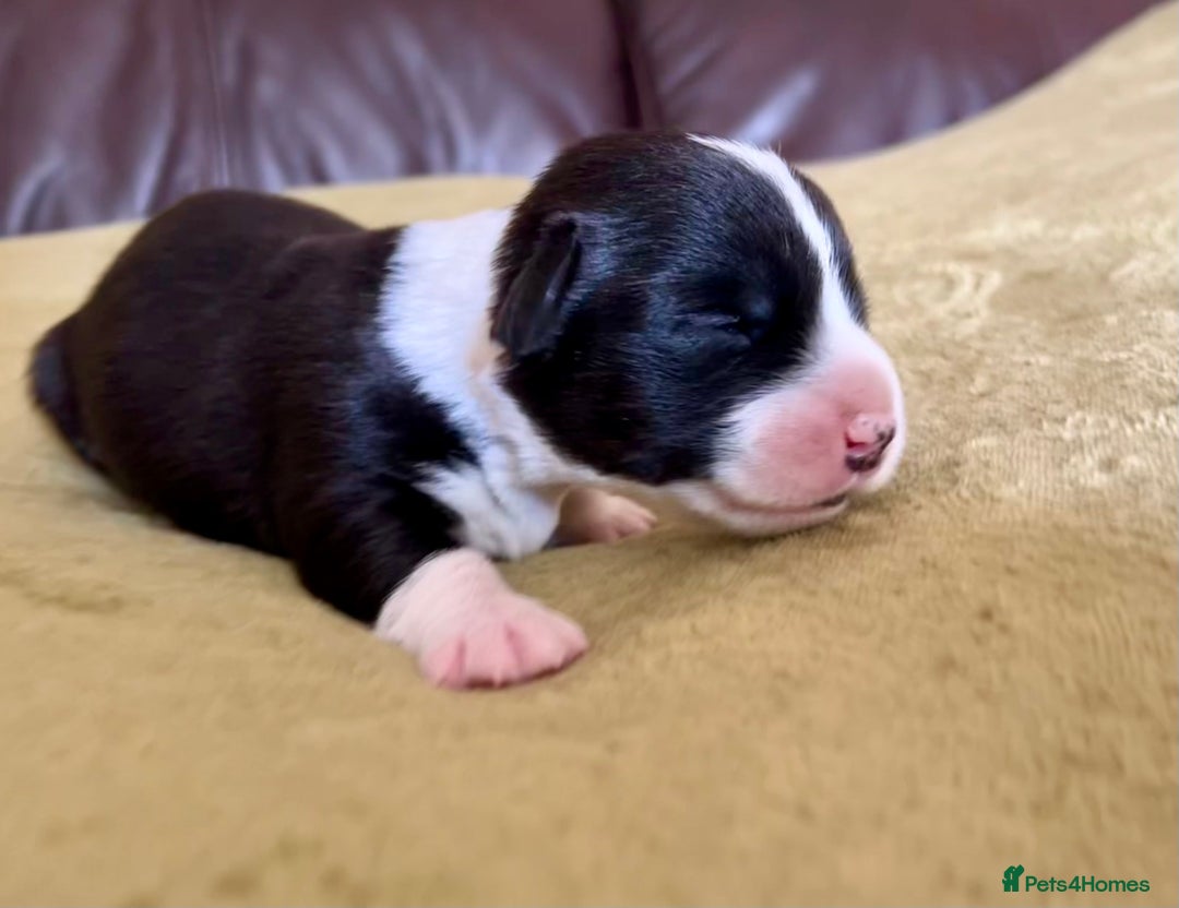 Welsh Corgi Cardigan dogs for sale: Show Quality KC Pedigree Corgi Cardigan Puppies  - Image 21