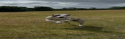 Whippet dogs for stud: Star faced Brindle available for Stud  - Advert 1