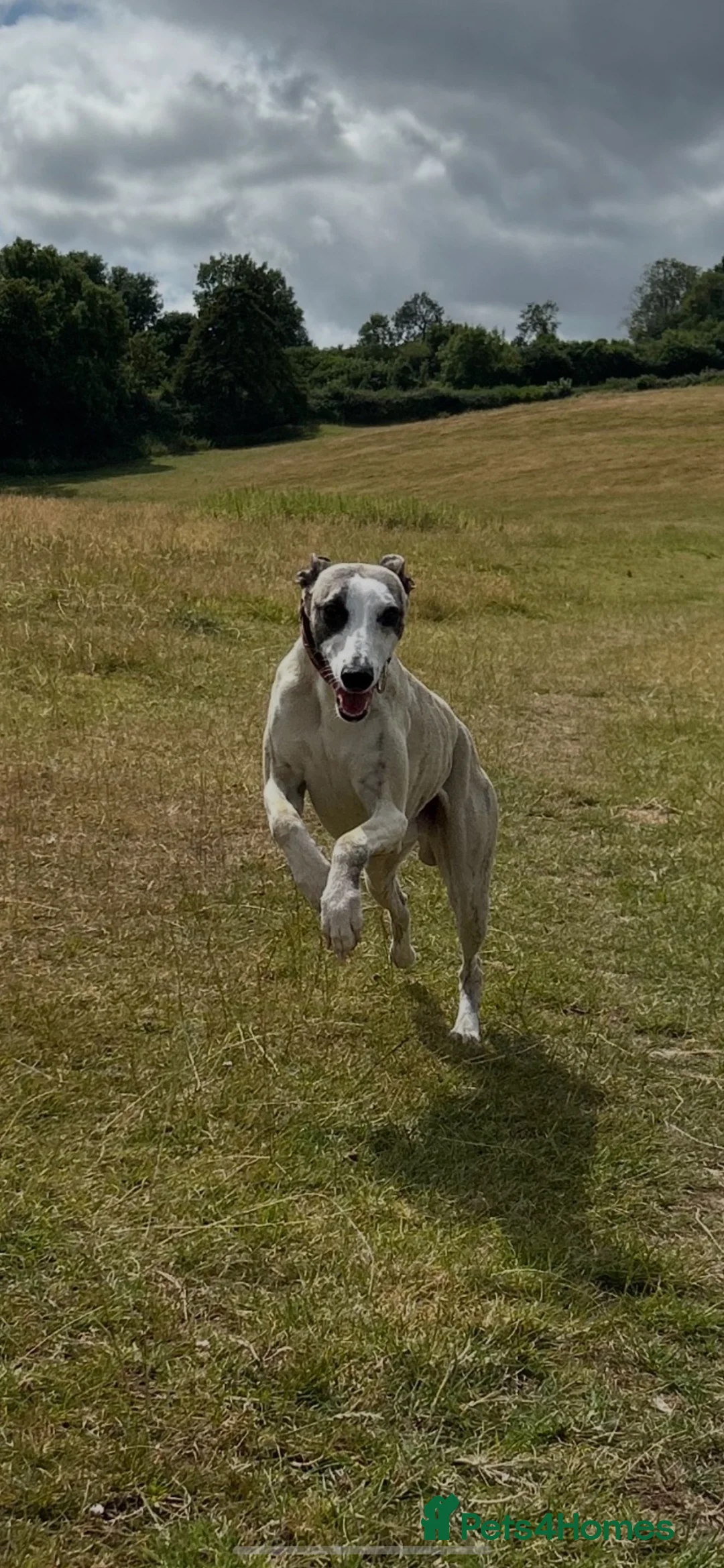 Whippet dogs for stud: Star faced Brindle available for Stud  - Advert 1