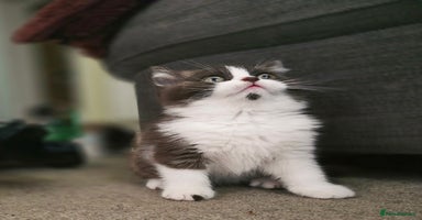 British Shorthair cats - Advert 5
