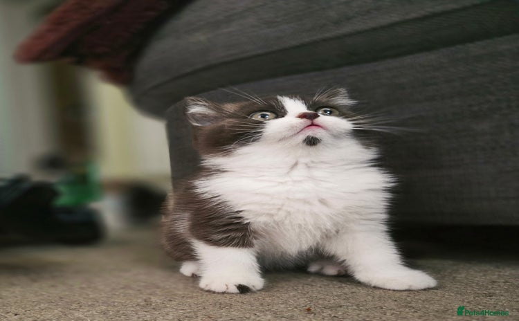 British Shorthair cats - Advert 12