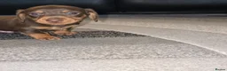 Miniature Dachshund dogs for sale: KC registered miniature dachshund - Advert 8
