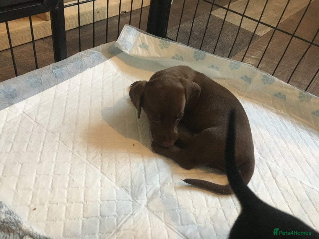 Miniature Dachshund dogs for sale: Miniature dachshund baby’s  - Image 21