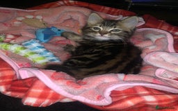 Siberian cats for sale: LONG HAIRED TABBY KITTEN MALE  - Image 3