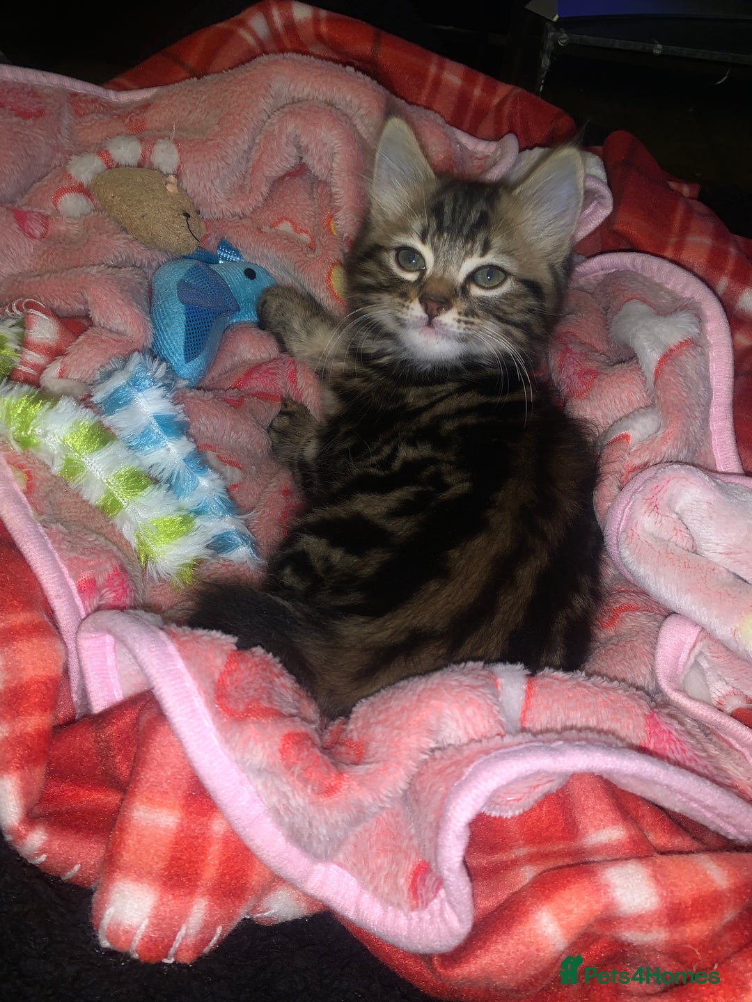 Siberian cats for sale: LONG HAIRED TABBY KITTEN MALE  - Image 3