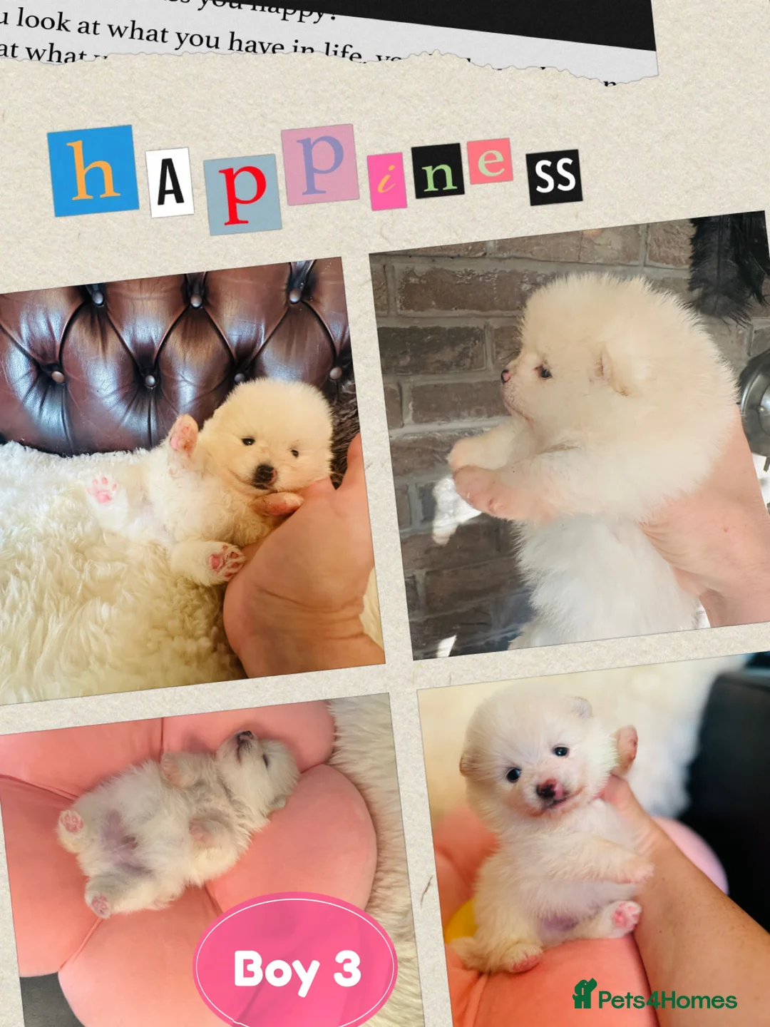 Pomeranian dogs for sale: KC white pomeranian pups for reservation!  - Advert 2