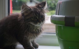 Persian cats for sale: ADORABLE RUSSIAN BLUE X PERSIAN KITTENS - Image 7