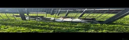 Jack Russell dogs for sale: Miniature Jack Russell puppies - Advert 4