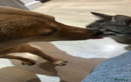 Mixed Breed dogs for adoption: Fajitas for adoption - Advert 2