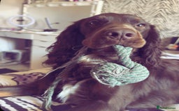 Cocker Spaniel dogs for stud: Buddy  in North Shields - Image 8