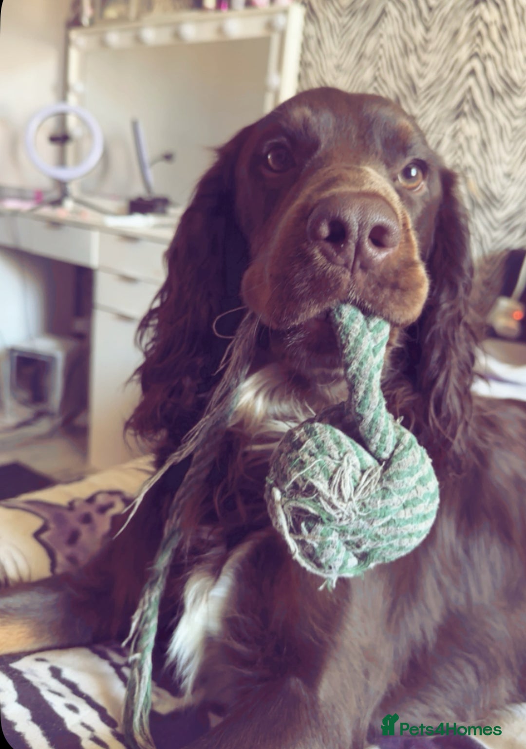 Cocker Spaniel dogs for stud: Buddy  in North Shields - Image 8