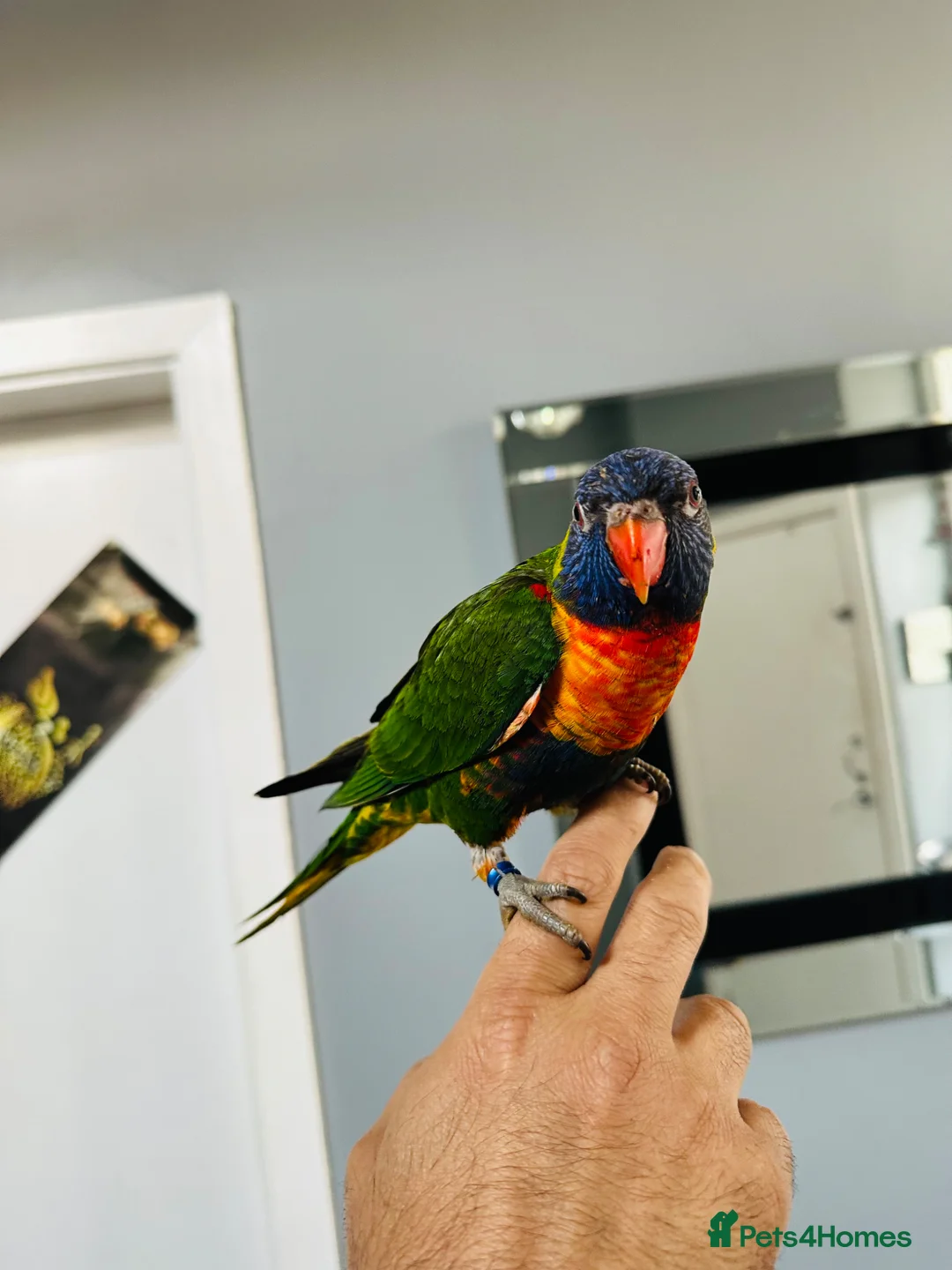Parrots birds for sale: Rainbow Lorikeet + cage & food - Advert 2