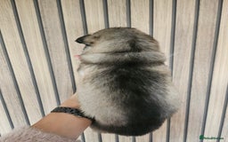 Alaskan Malamute dogs for sale: Alaskan Malamute puppies  - Advert 38