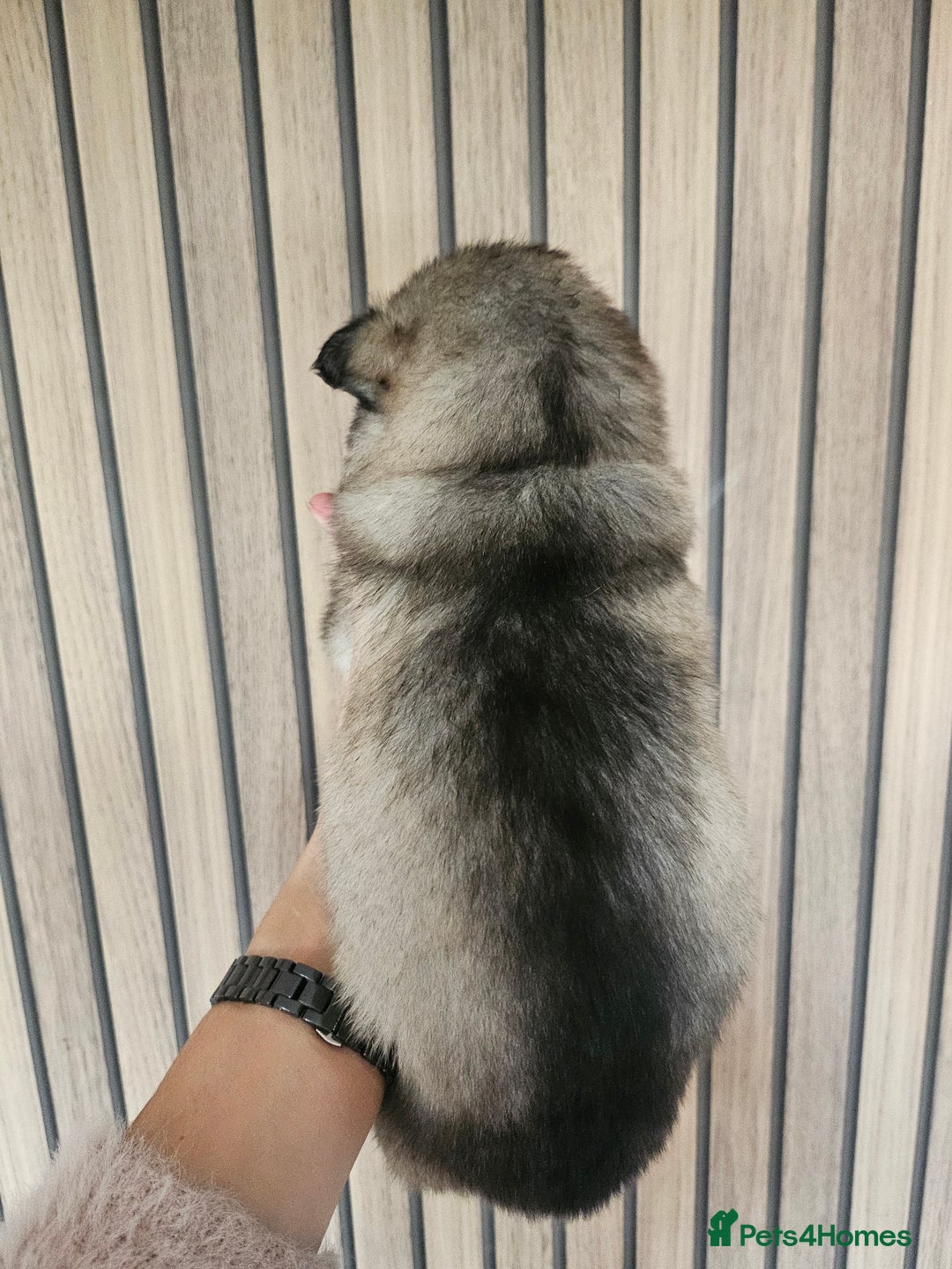 Alaskan Malamute dogs for sale: Alaskan Malamute puppies  - Advert 38