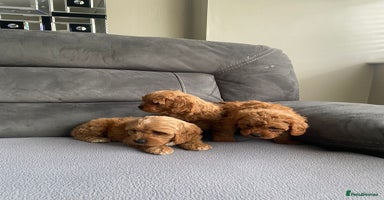 Cavapoo dogs - Advert 5