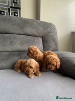 Cavapoo dogs - Advert 3