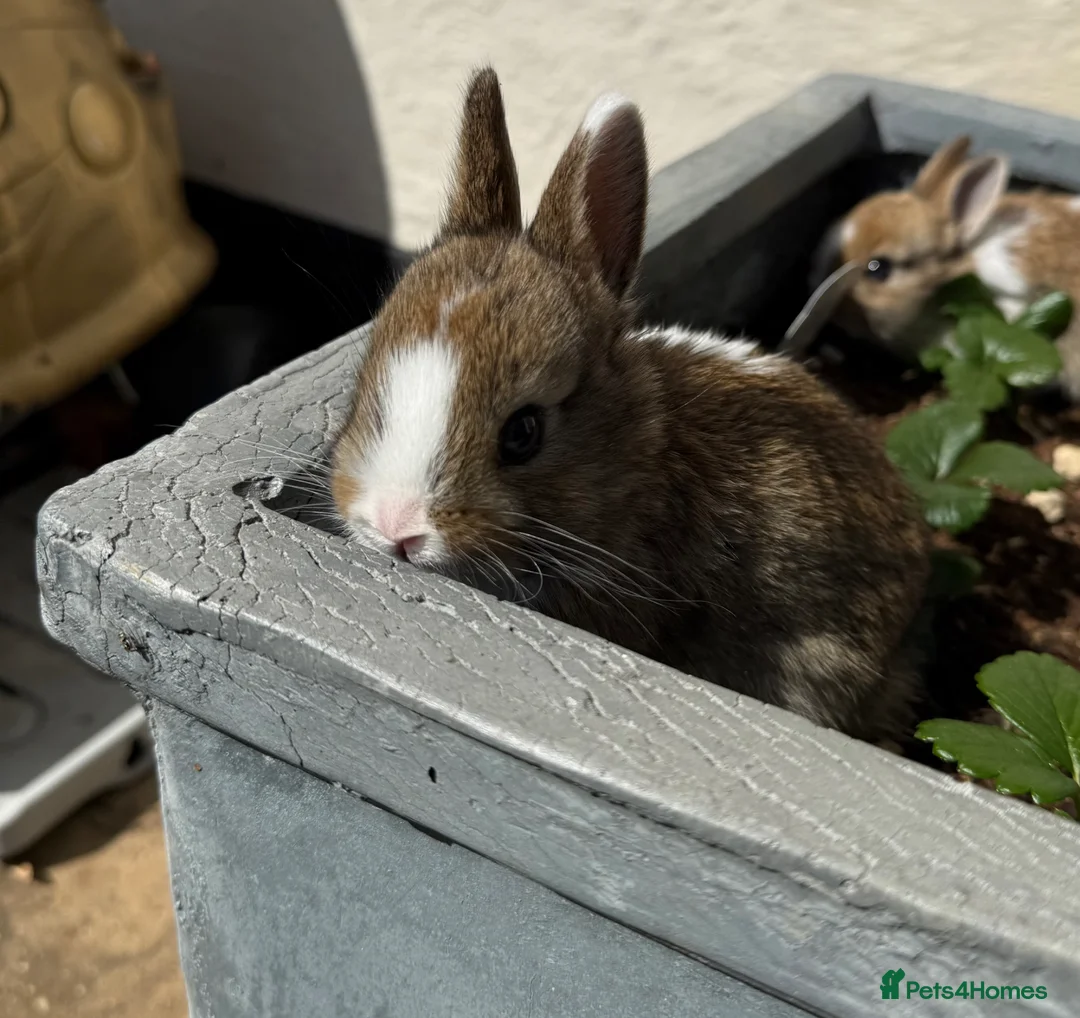 Netherland Dwarf rabbits for sale: Beautiful Netherland Dwarf kits  - Advert 13