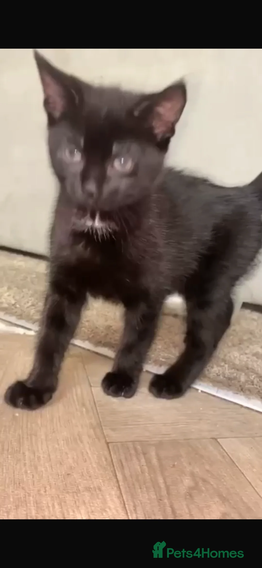 Domestic Shorthair cats for sale: Black kitten  - Advert 1