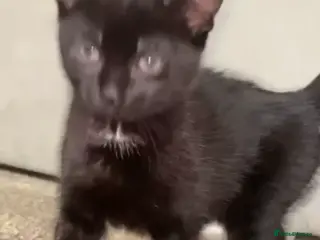 Domestic Shorthair cats Black kitten - Advert 2